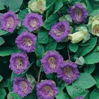 Cups and Saucer Vine (Cobaea Scandens 'Cups and Saurcer')