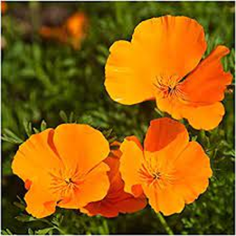 Poppy California 'Orange' (Eschscholzia california 'Orange')