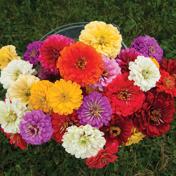 Zinnia 'Giant Dahlia Mix' (Zinnia elegans)