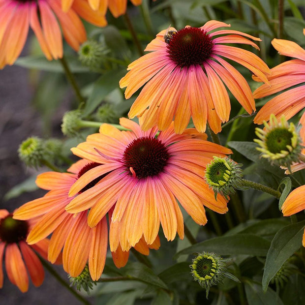 Coneflower - Rainbow (Echinacea purpurea 'Rainbow')