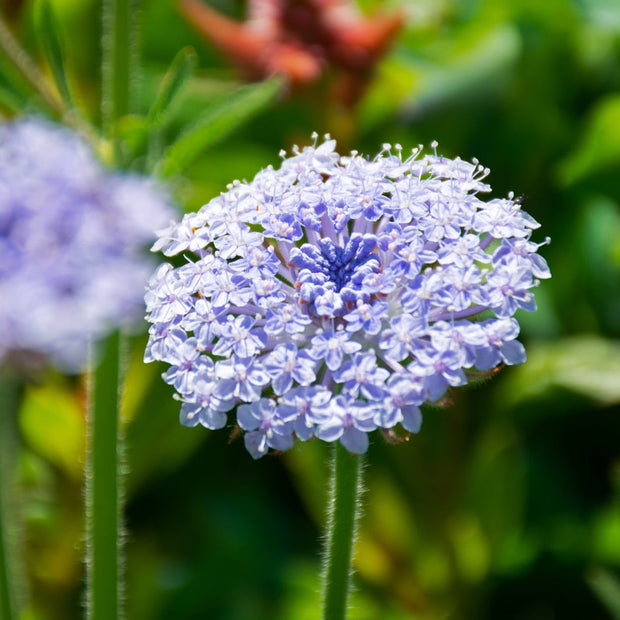 Didiscus -Lacy Lavender Blue (Trachymene coerulea)