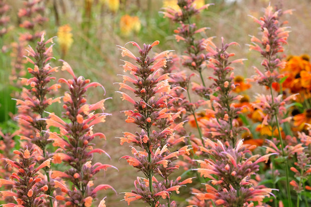 Hyssop Mexican (Agastache aurantiaca 'apricot sprite')