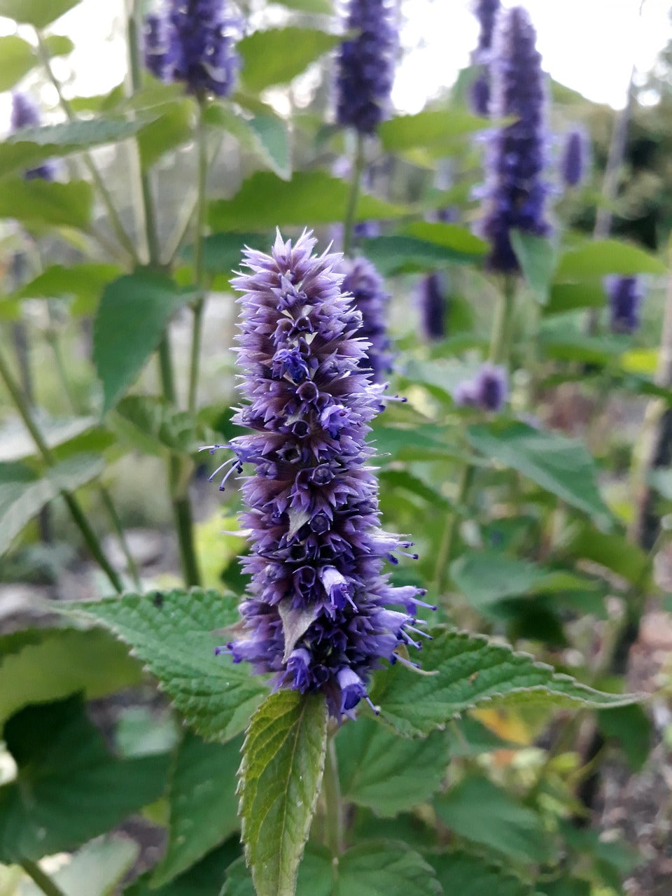 lavender hyssop plant Hyssop