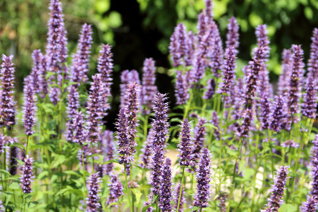 Hyssop - Purple Giant (Agastache rugosa)