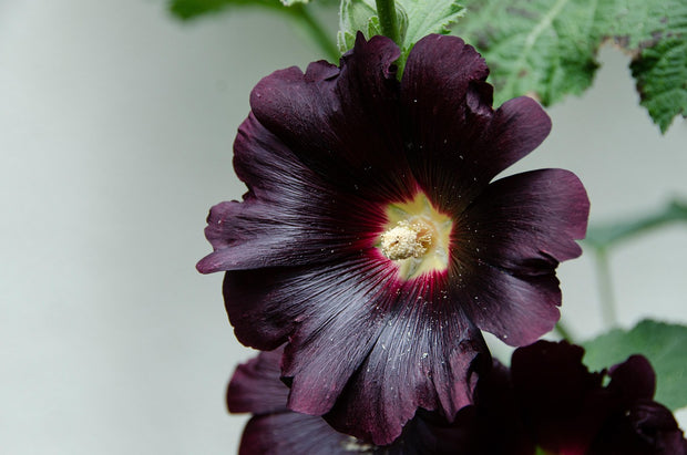Hollyhock - The watchman (Alcea Rosea 'Watchman')