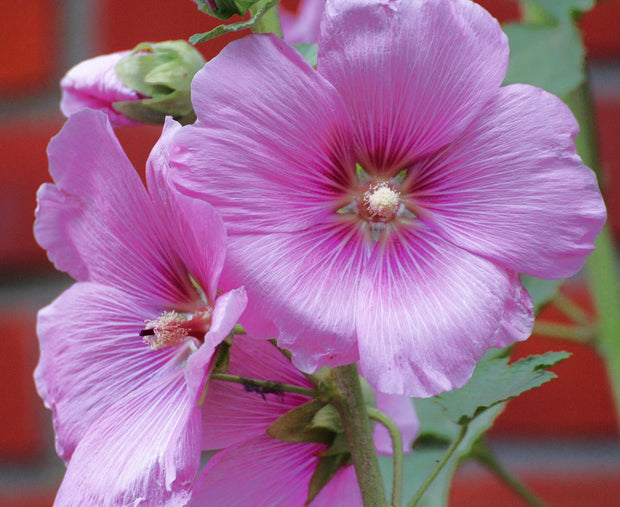 HOLLYHOCK - HENRY VIII - Pink (Alcea rosea)