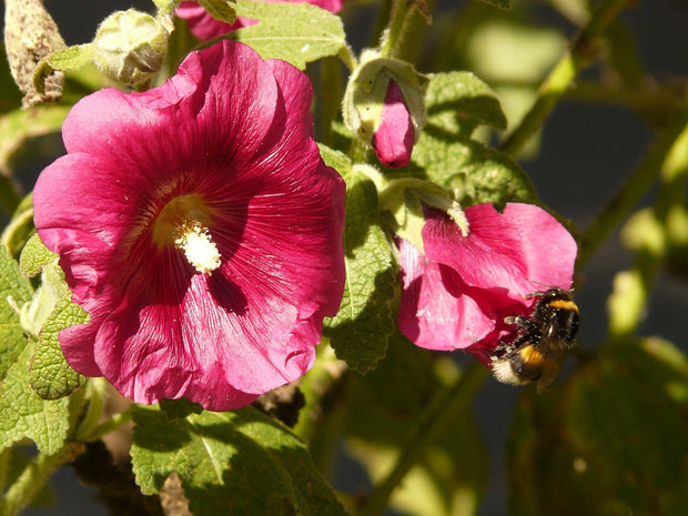 HOLLYHOCK - HENRY VIII - Red (Alcea rosea 'Red')