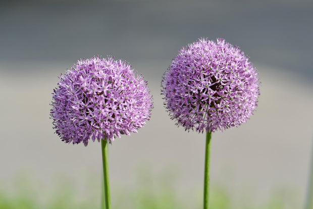 Nodding Onion (Allium cernuum)
