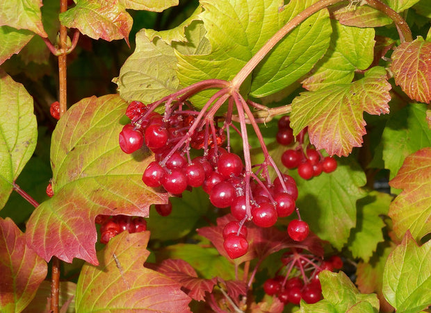 American Cranberrybush Viburnum (Viburnum trilobum)