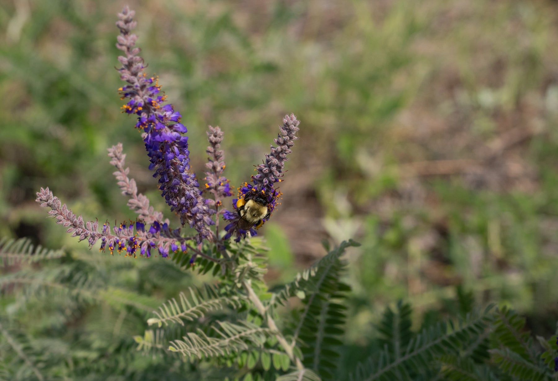 Leadplant