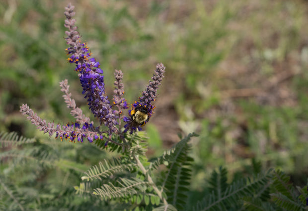 Leadplant - (Amorpha canescens)