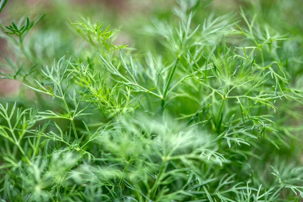 Dill	(Anethum Graveolens)