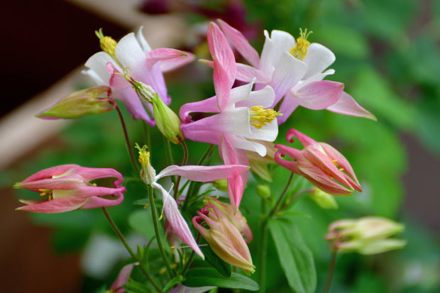 Columbine - Eastern (Aquilegia canadensis)