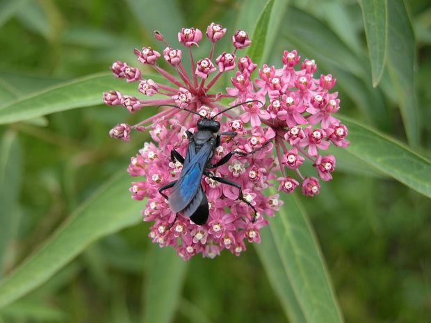 Milkweed Swamp(Asclepias incarnata)