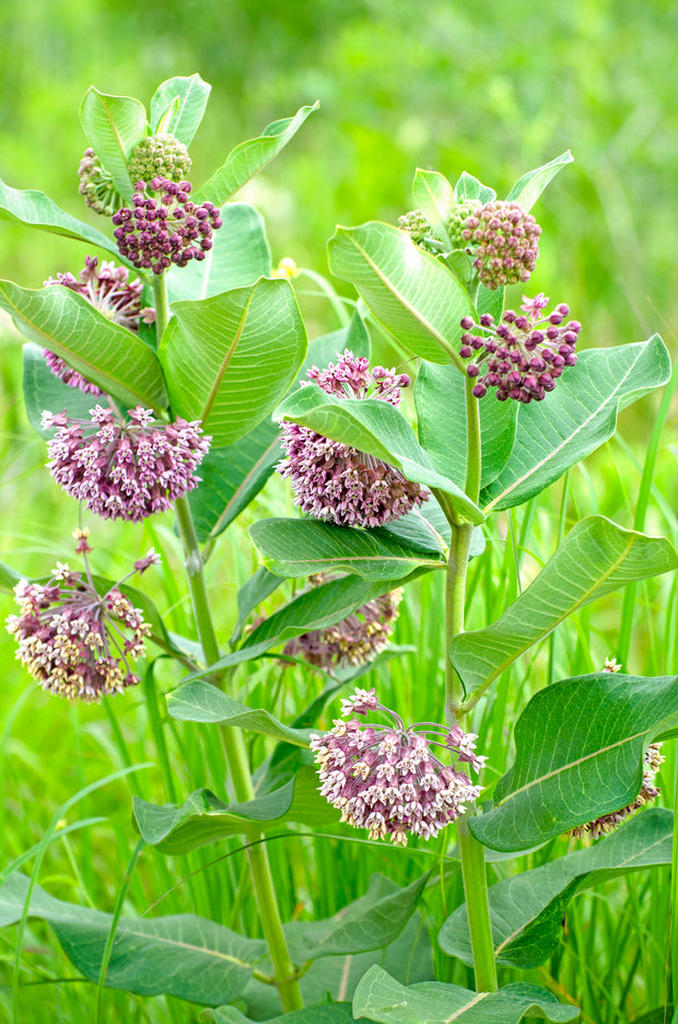 Common Milkweed (Asclepias syriaca)