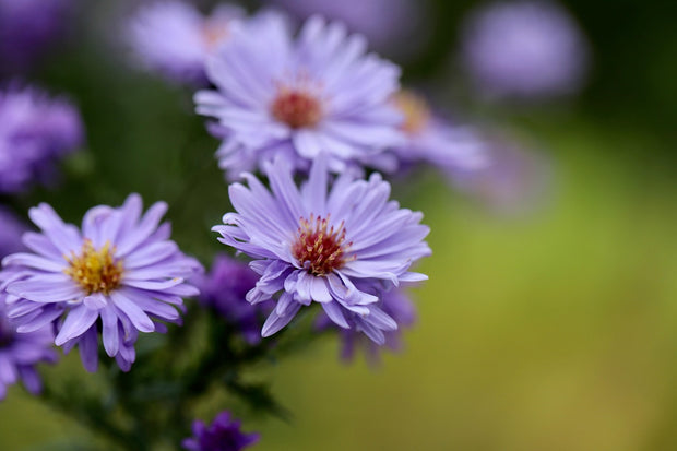 Aster -  Smooth Blue (Aster laevis)