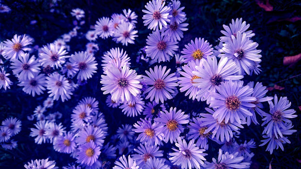 Aster - 'Henry Purple' (Aster novi-belgii)