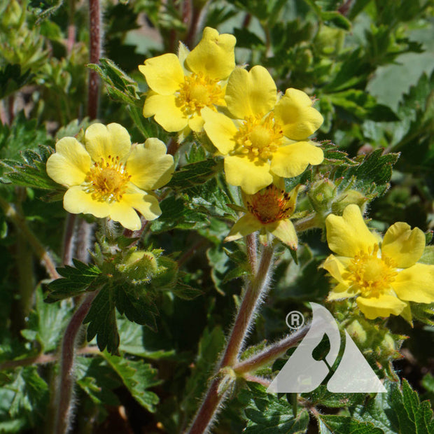 Bigflower Cinquefoil (Potentilla fissa)