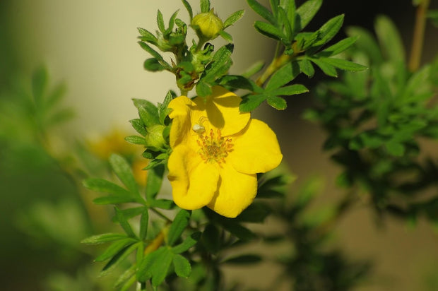 Bigflower Cinquefoil (Potentilla fissa)