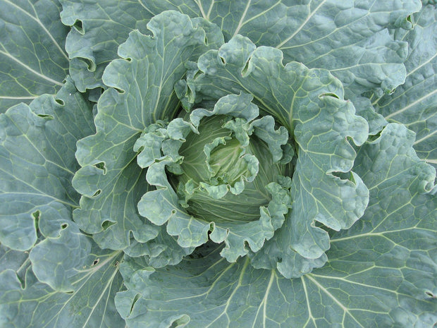 Green Cabbage (Brassica oleracea)