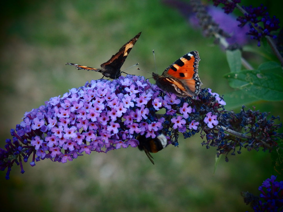 Butterfly Bush 'Black Knight' (Buddleia davidii) - Finding Nectar
