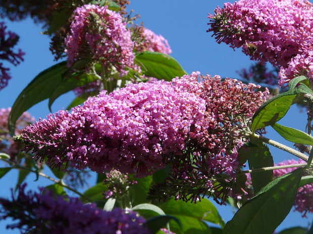 Butterfly Bush 'Pink Delight' (Buddleia davidii)