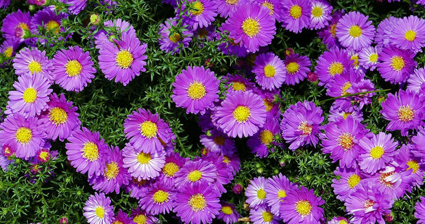 Aster - China Blend (Callistephus chinensis)
