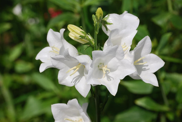 Bellflower 'White' (Campanula carpatica 'white')