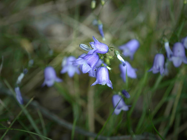 Harebells (Campanula rotundifolia)