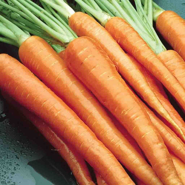 Carrot 'Danvers Half Long' (Daucus carota)