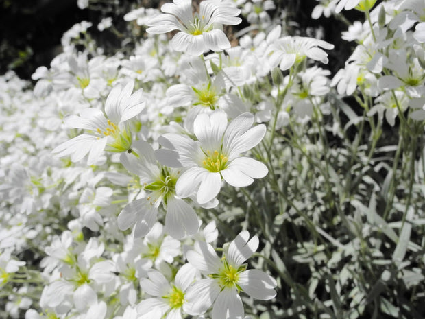 Snow in Summer (Cerastium tomentosum)
