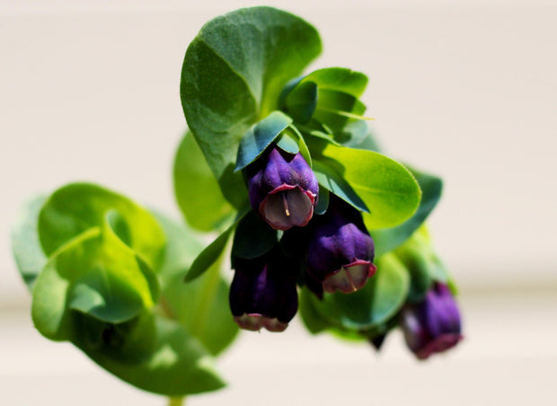 Honeywort 'Purple Tear' (Cerinthe major 'Purple Tear')
