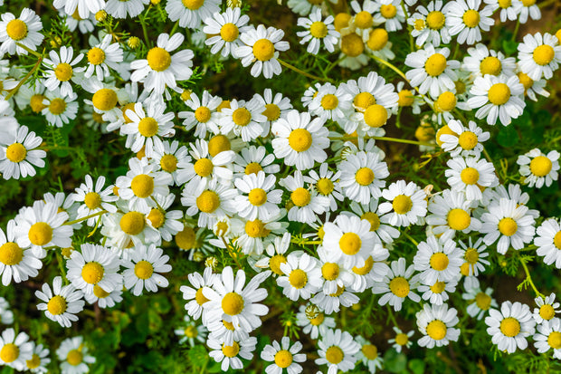 Roman Chamomile (Chamaemelum nobile)