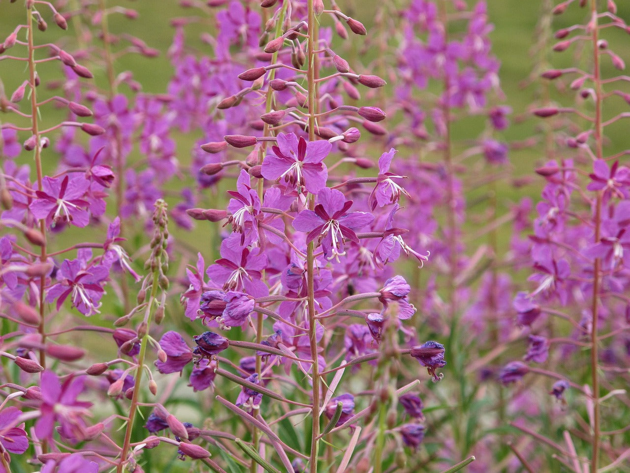 Fireweed (Epilobium Angustififolium) at Finding Nectar