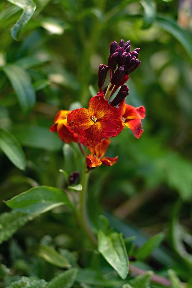 Wallflower English (Cheiranthus cheiri)