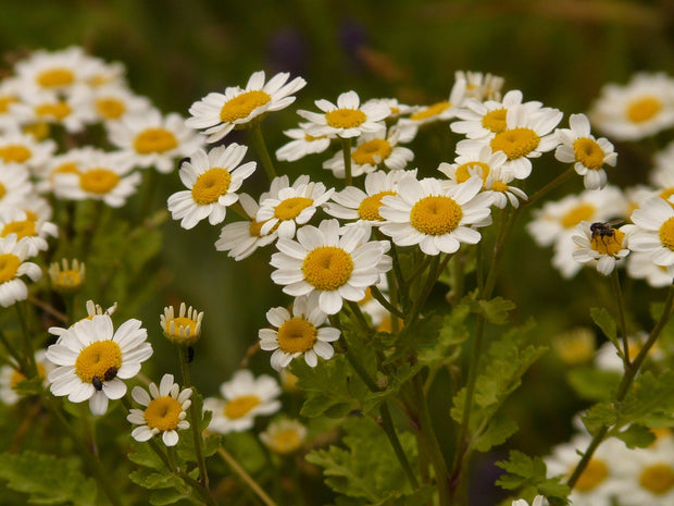 Feverfew (Chrysanthemum parthenium)