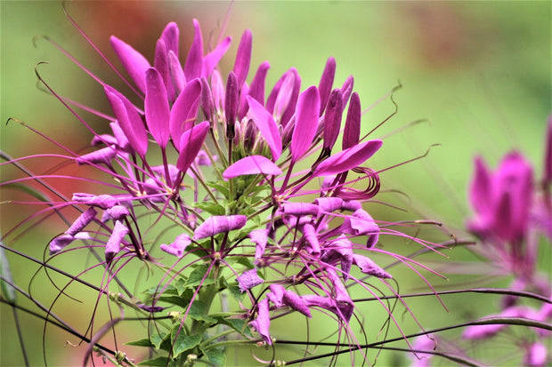 Rocky Mountain beeplant (Cleome serrulata)