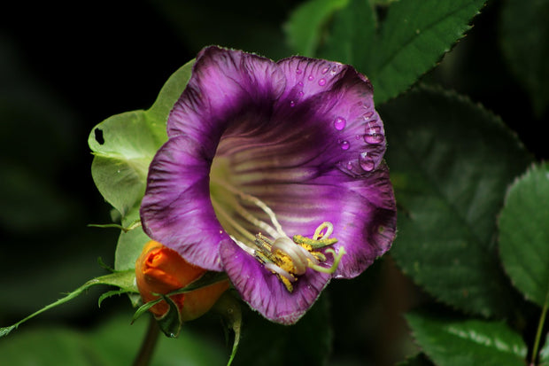 Cups and Saucer Vine (Cobaea Scandens 'Cups and Saurcer')