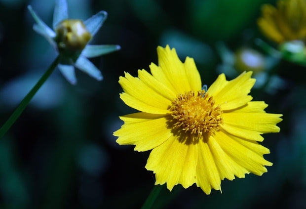 Coreopsis - Lanceolata (Coreopsis lanceolata)