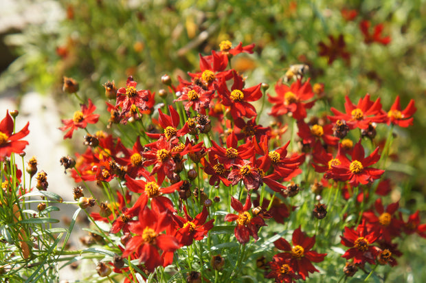 Coreopsis -  Dwarf Red Plains (Coreopsis tinctoria 'Dwarf Red')