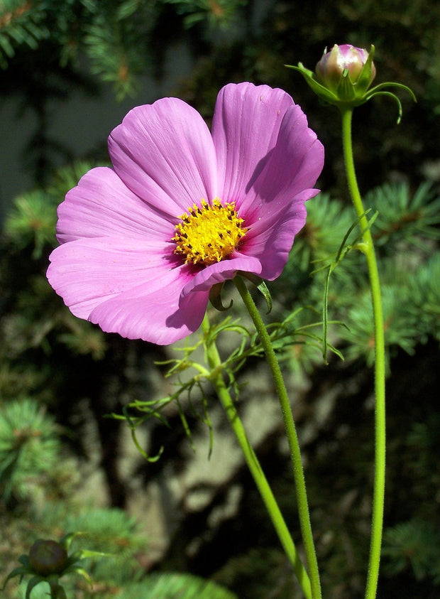 Cosmos 'Sensation Mix' (Cosmos bipinnatus)