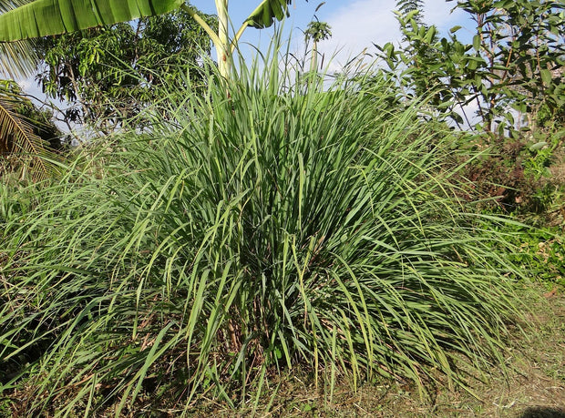 Lemon Grass (Cymbopogon flexuosus)
