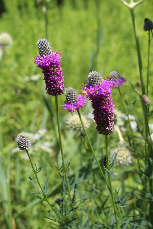 Purple Prairie Clover (Dalea purpurea)