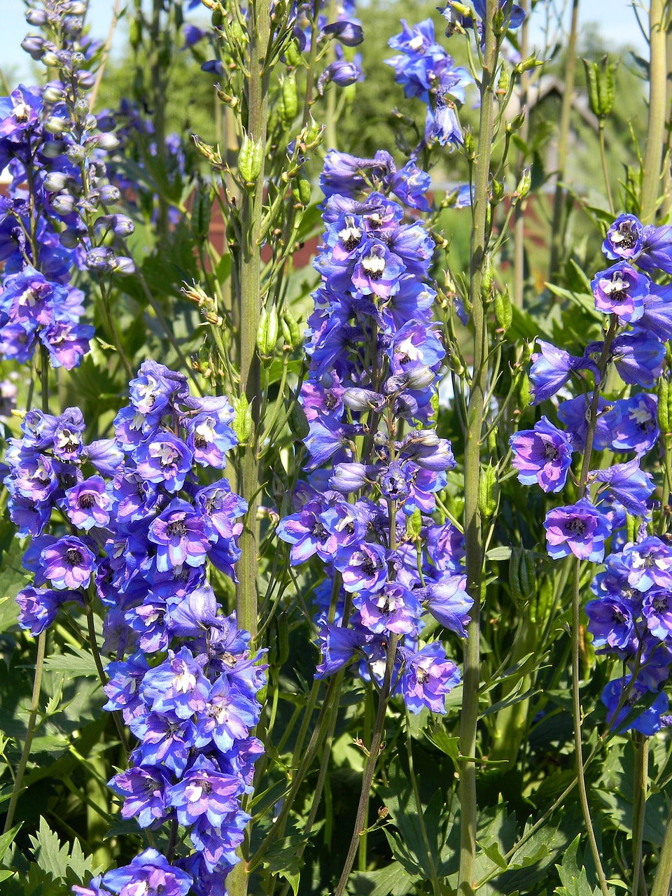Buy Rocket Larkspur (Delphinium consolida ajacis)