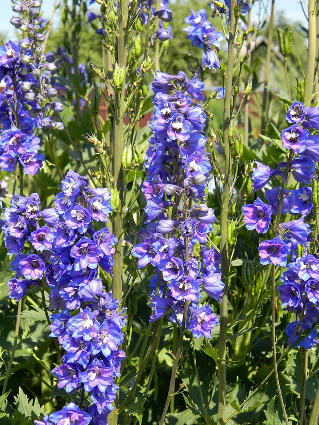 Rocket Larkspur (Delphinium consolida ajacis)