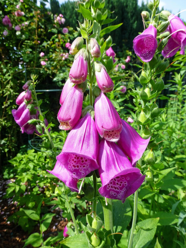 Foxglove (Digitalis Purpurea)