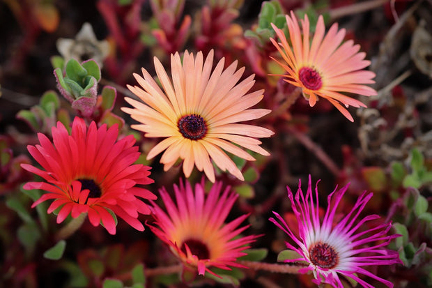 Ice Plant Mix (Dorotheanthus bellidiformis mix)