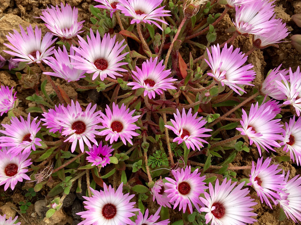Ice Plant 'Pink Wonder' (Dorotheanthus bellidiformis 'Pink Wonder)