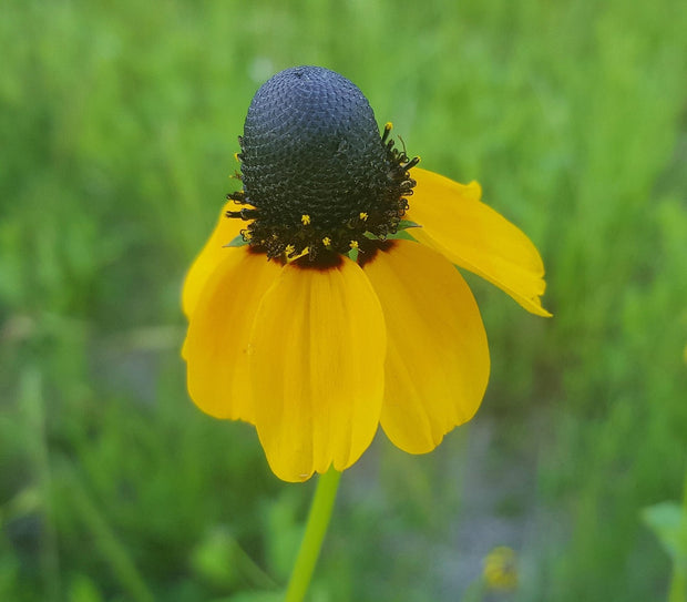 Clasping Coneflower (Dracopis amplexicaulis)