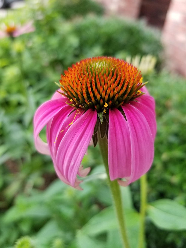 Coneflower - Narrow-Leaved Purple (Echinacea angustifolia)